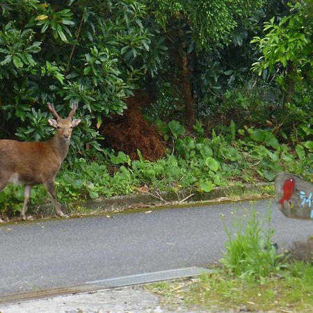 Tomarigi Hotel Yakushima  Eksteriør billede