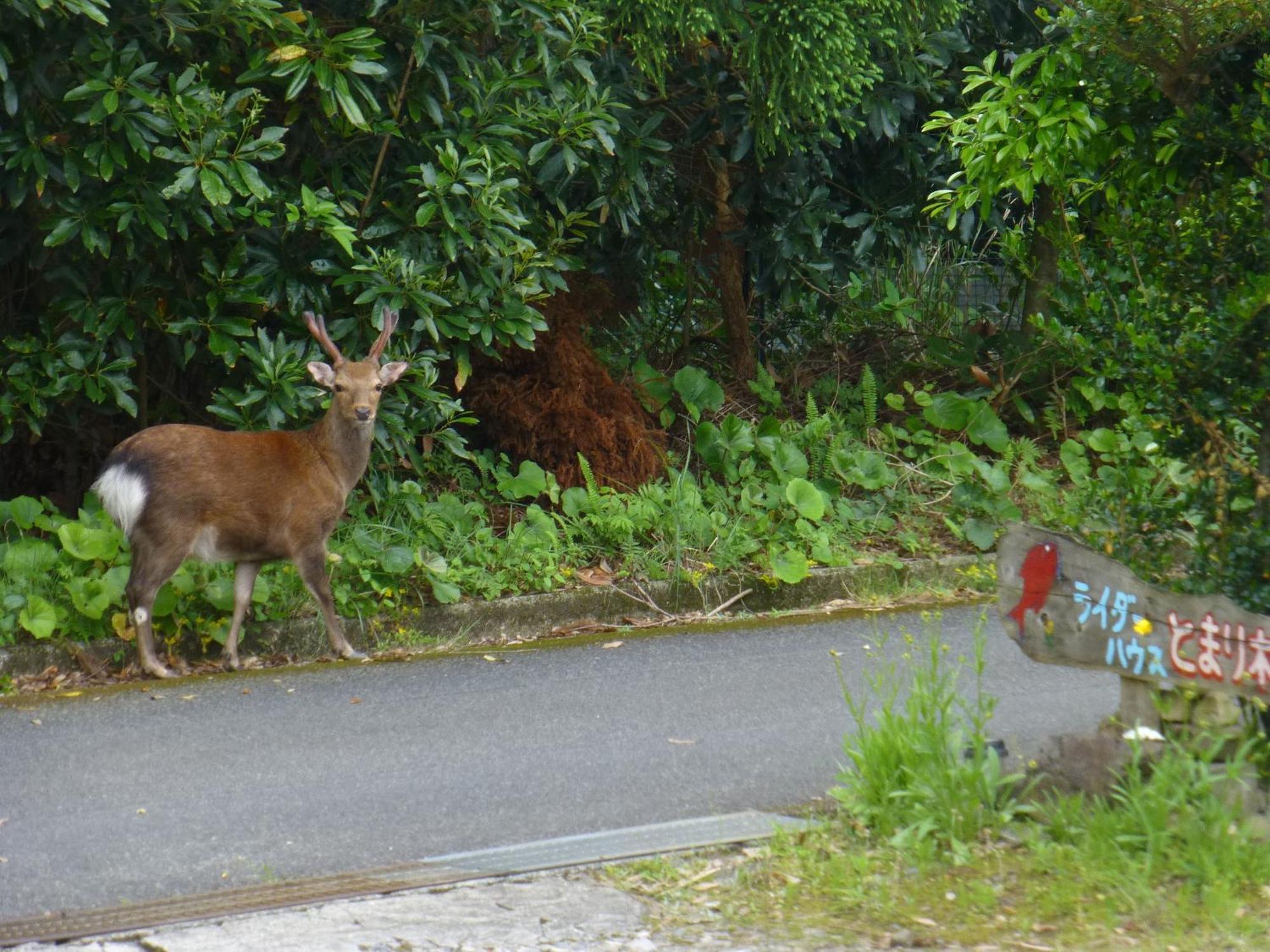 Tomarigi Hotel Yakushima  Eksteriør billede